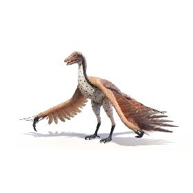 Archaeopteryx Animated 3D